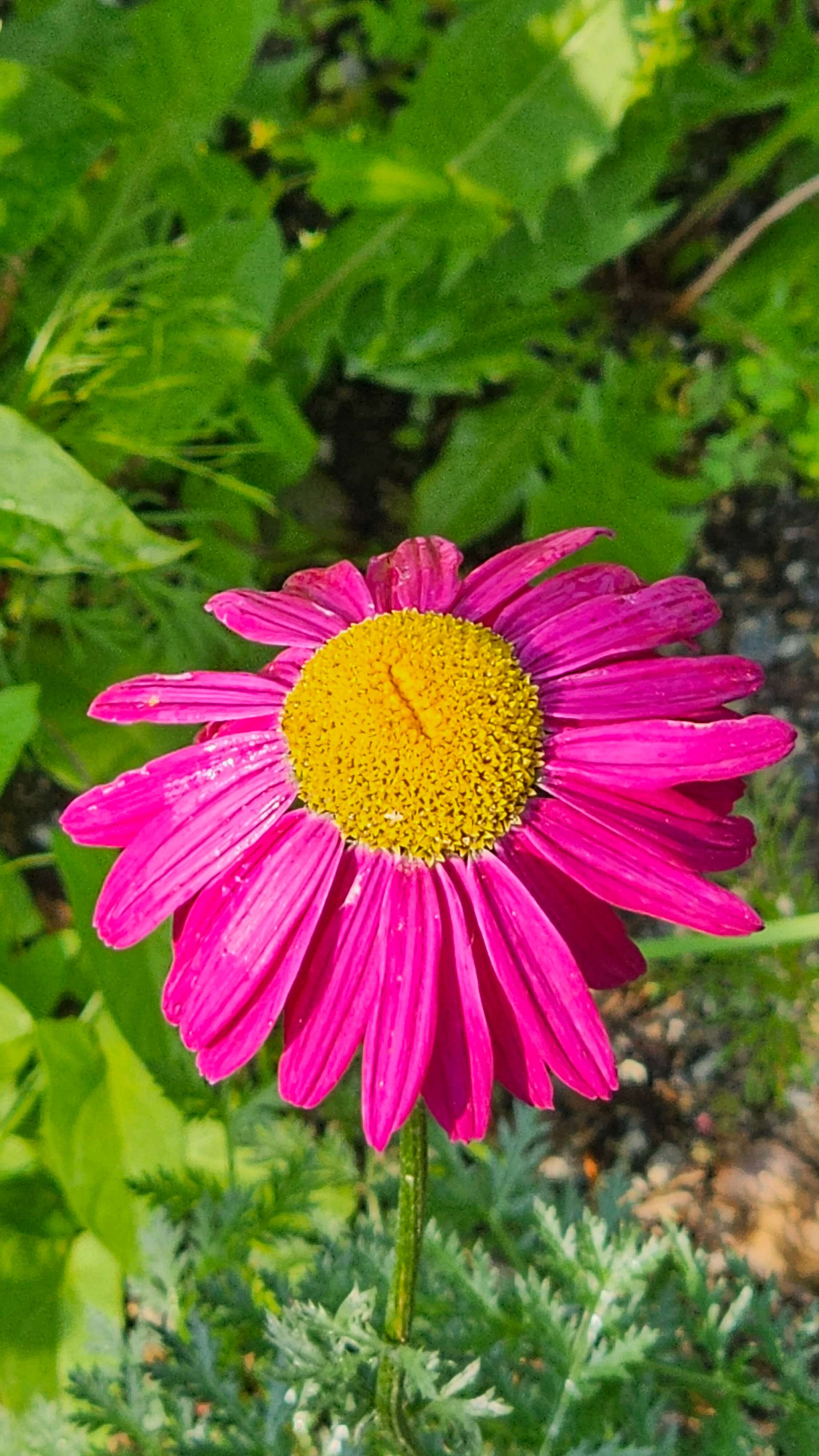 꽃을 보면 기분이 좋아지는 이유