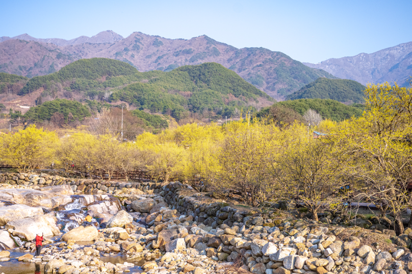 구례 산수유마을 산수유