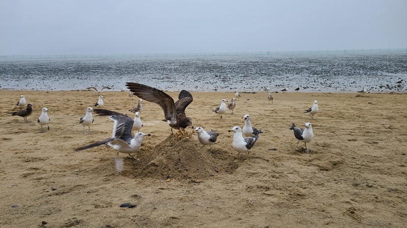 먹이-싸움-중인-갈메기-무리