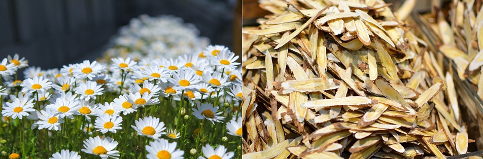 구절초 꽃과 줄기가 가득 있는 사진과 감초를 편으로 썰어서 가득 담아 놓은 사진