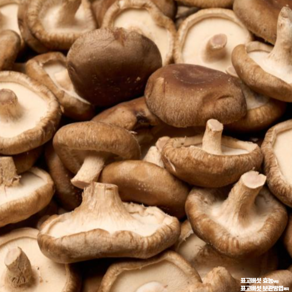 표고버섯 효능│표고버섯 보관방법