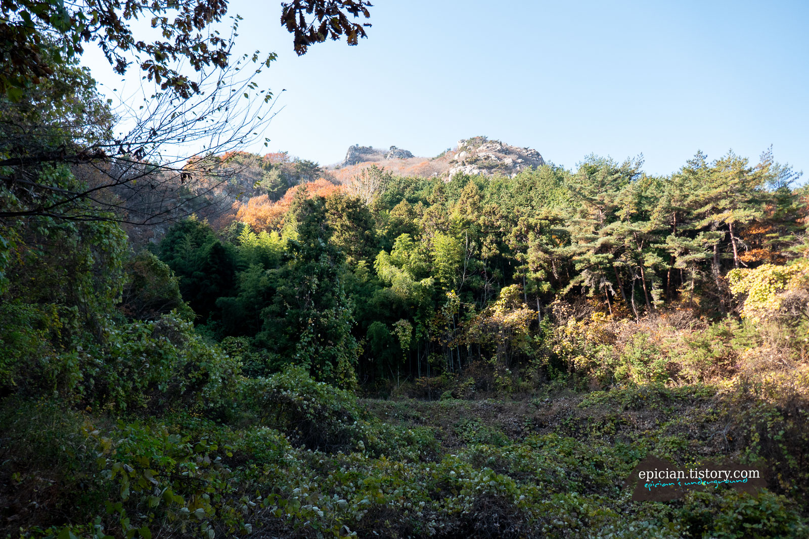 대나무 숲 너머로 보이는 선녀봉 암릉 시작부