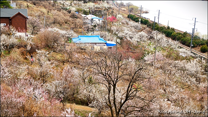 매화 천지 수매원