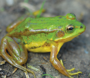 개구리 나오는 꿈