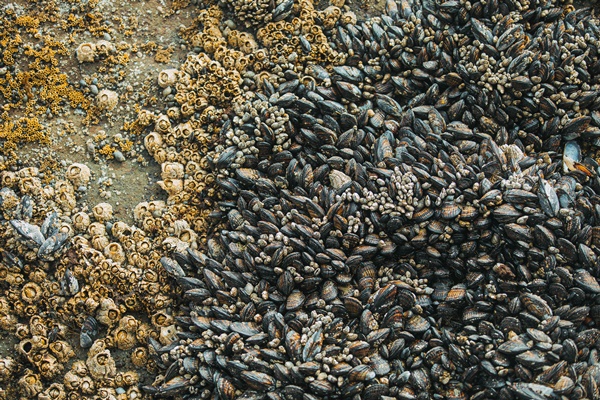 인천 영종도 마시안 갯벌체험 준비물, 물때표(체험시간)