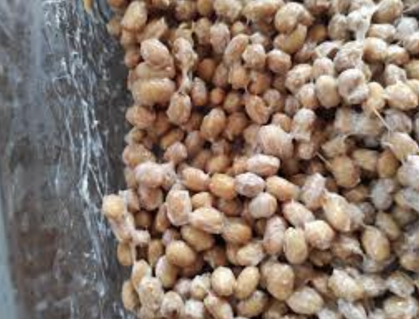 청국장환효능효과