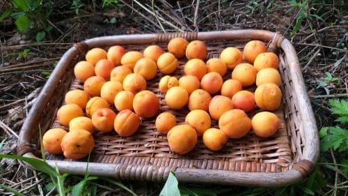 살구나무-살구-수확