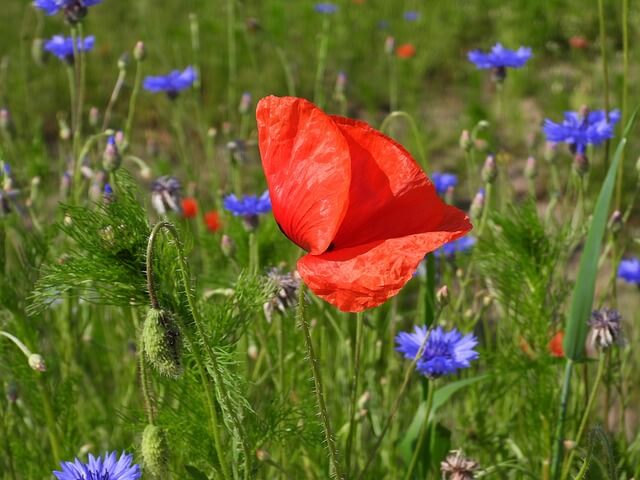 꽃양귀비와 수레국화