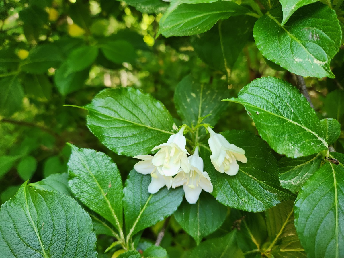 일본삼색병꽃나무