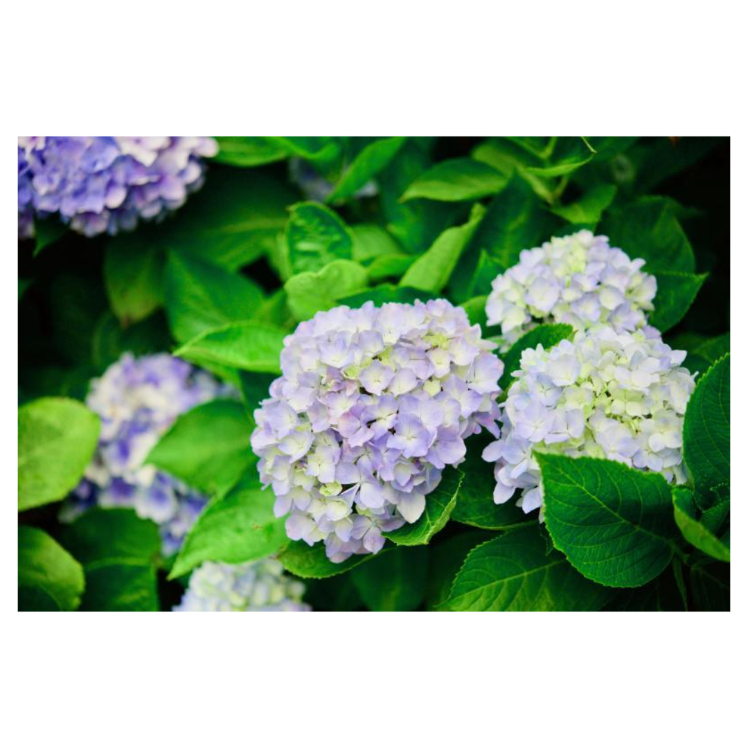 맥문동과 관련된 사진입니다.