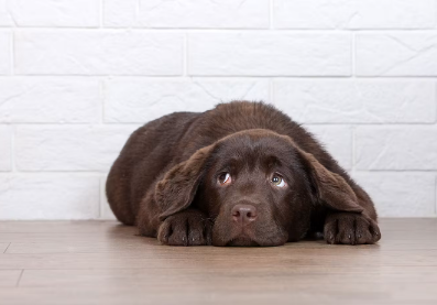 설사에 걸리기 쉬운 개의 나이나 견종, 성격.