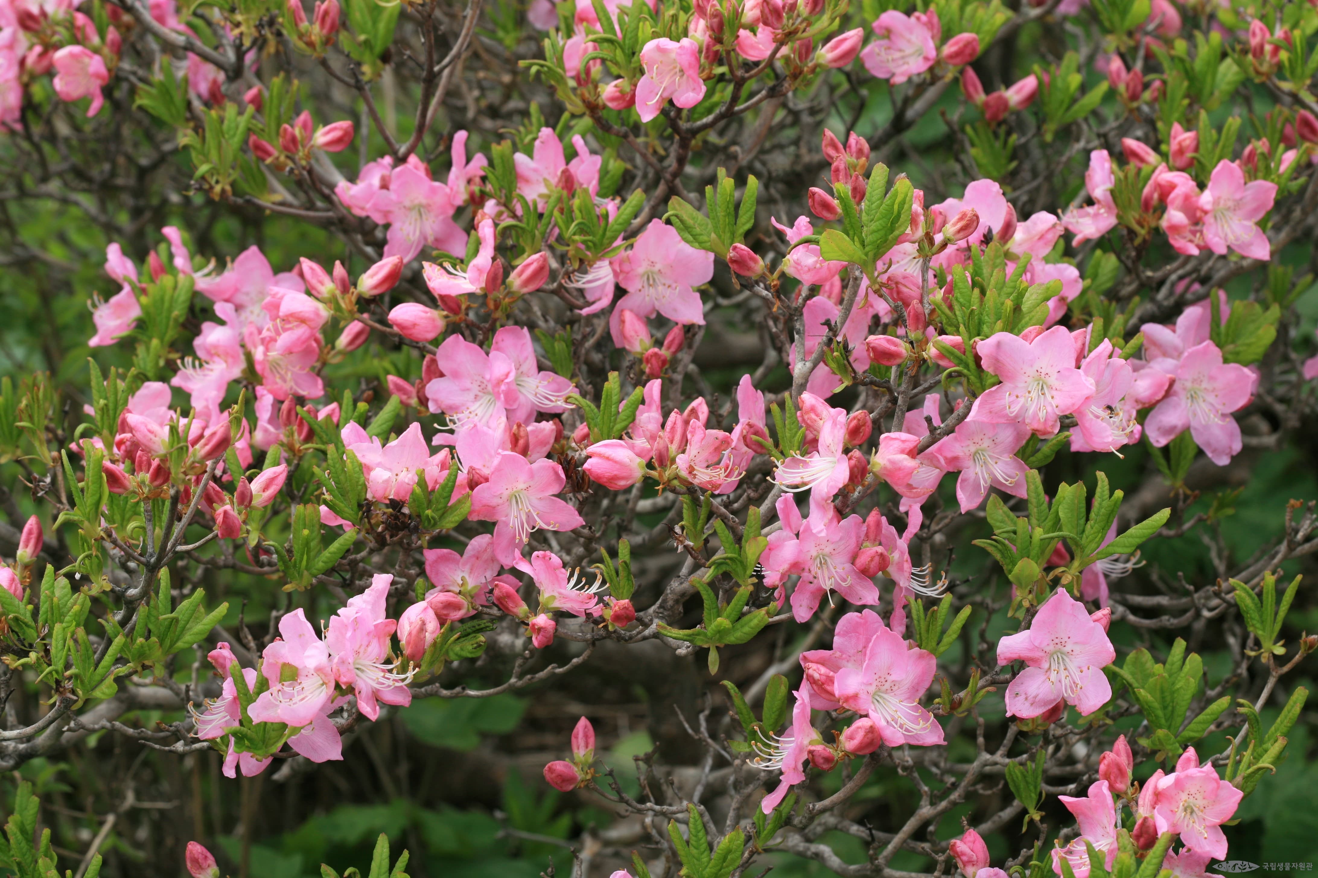 [6월 축제]2025 두위봉 철쭉제 산맥 페스티벌❘일정, 기간, 개화 상황, 공연 및 프로그램 정리