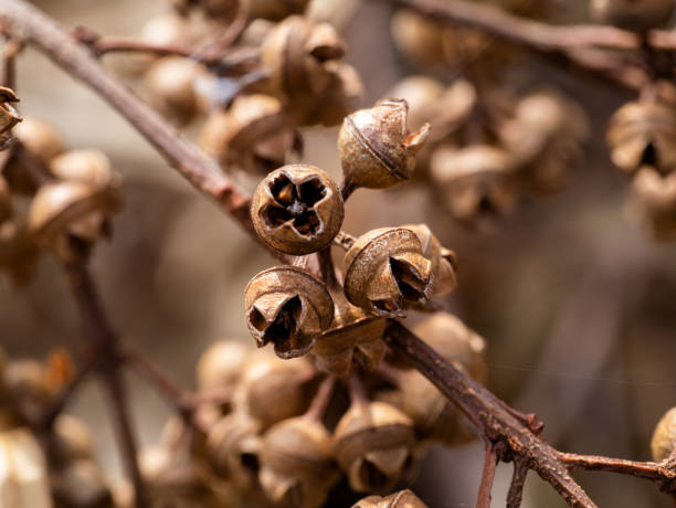 개나리 열매 효능