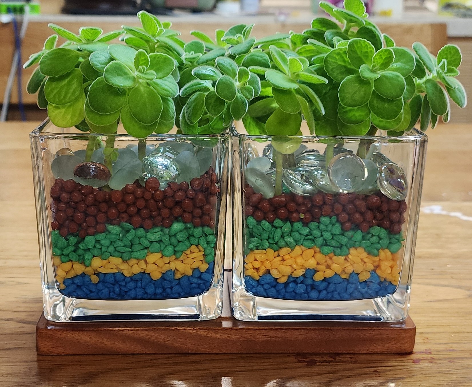 장미허브 수경화분