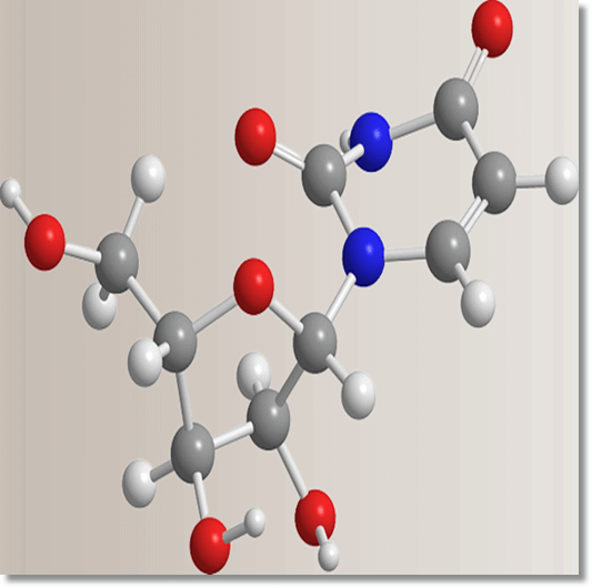 핵산 구성 및 기능과 효능