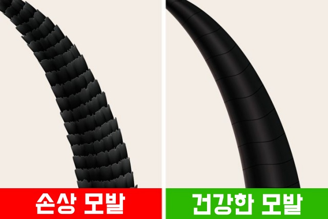 염색 파마 열펌 고데기 머리 손상 확인하는 방법, 뷰티 생활 건강 팁줌 매일꿀정보