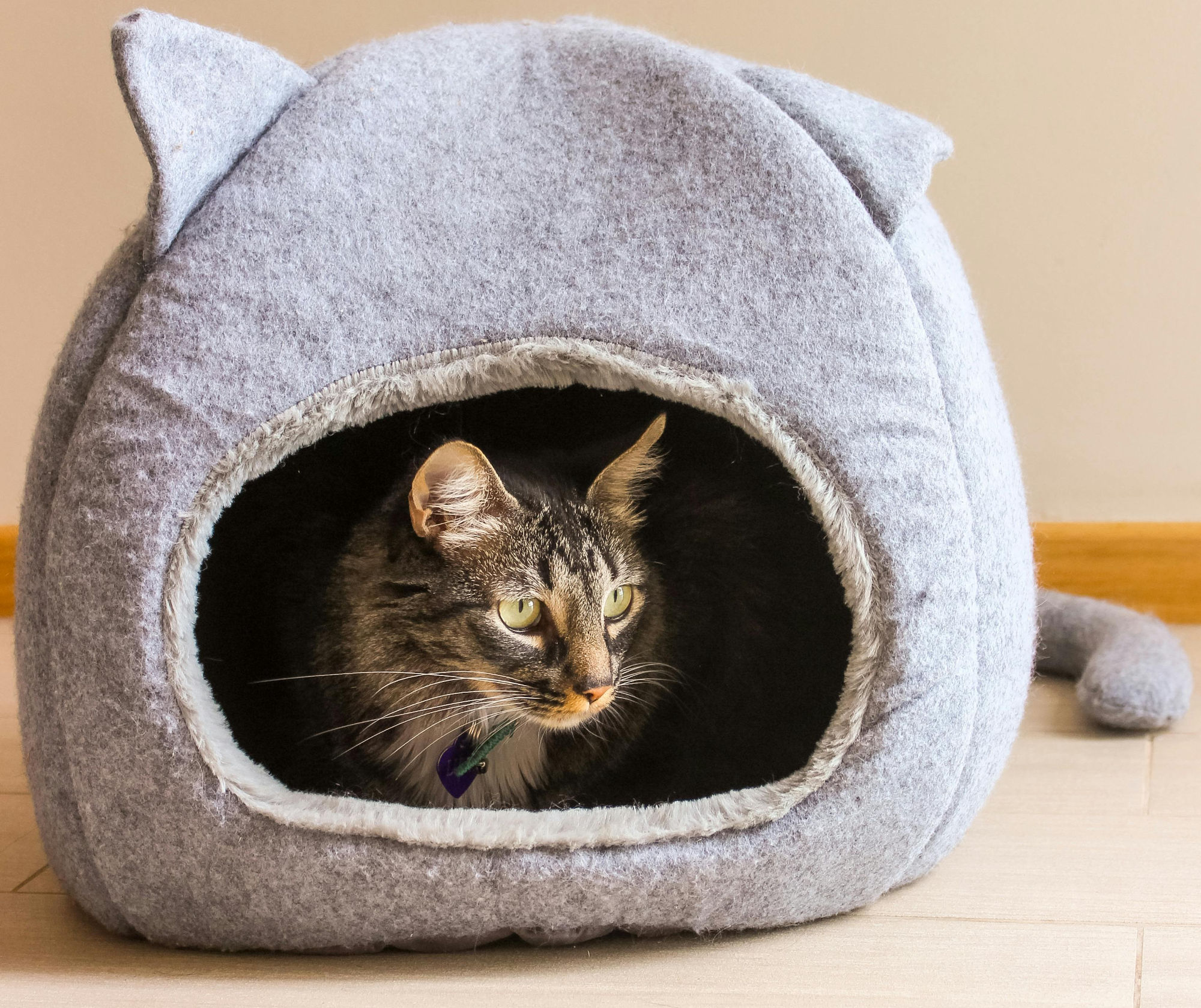 소리 트라우마가 있는 반려동물을 위한 환경 세팅 가이드