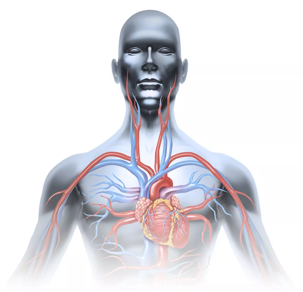 구강 건강과 전반적인 건강의 관계