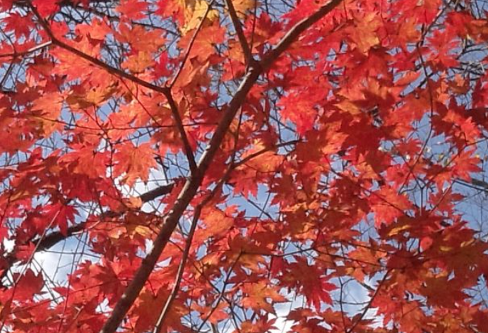 2025 경기도 단풍 명산 BEST ❘ 북한산&middot;남한산성&middot;광교산 등 추천 코스