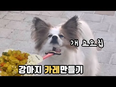 강아지 카레가루 먹었을 때 대처하는 방법과 예방 팁_2