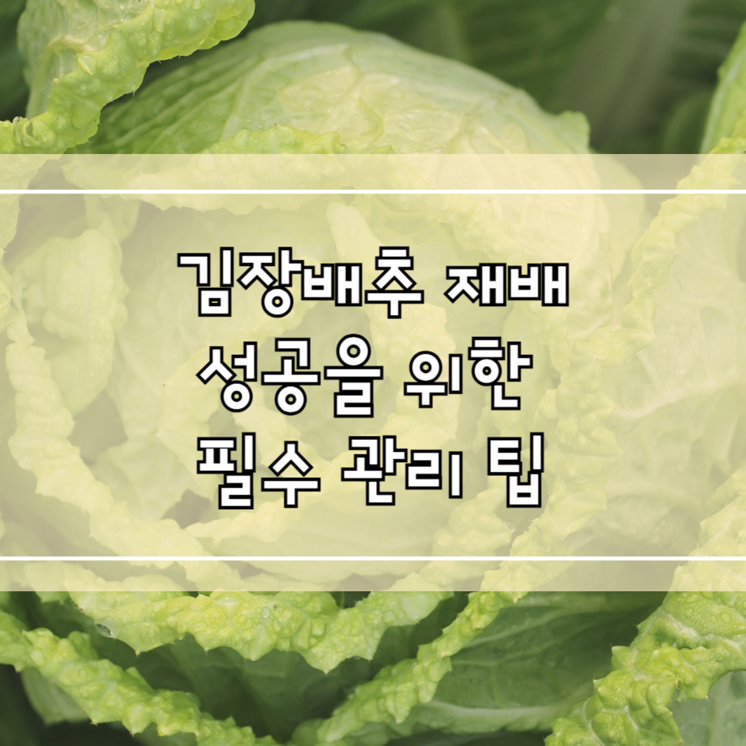 김장배추 재배 성공을 위한 필수 관리 팁