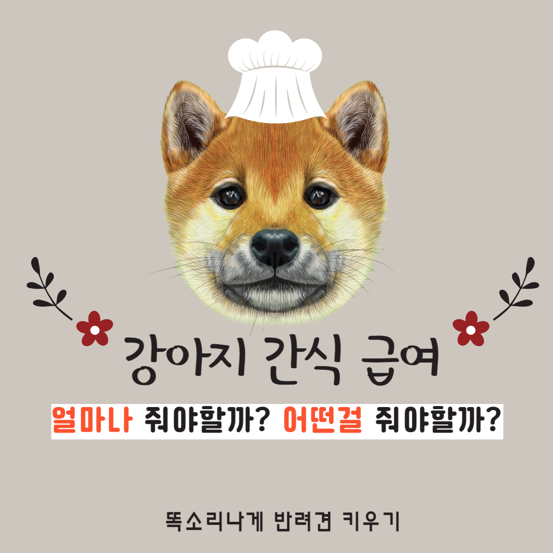 강아지 간식 올바르게 주는 법
