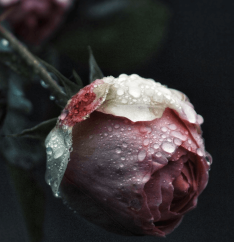 삼척장미축제 일정 입장료 주차장 관람꿀팁