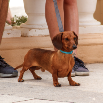 강아지 프로바이오틱스