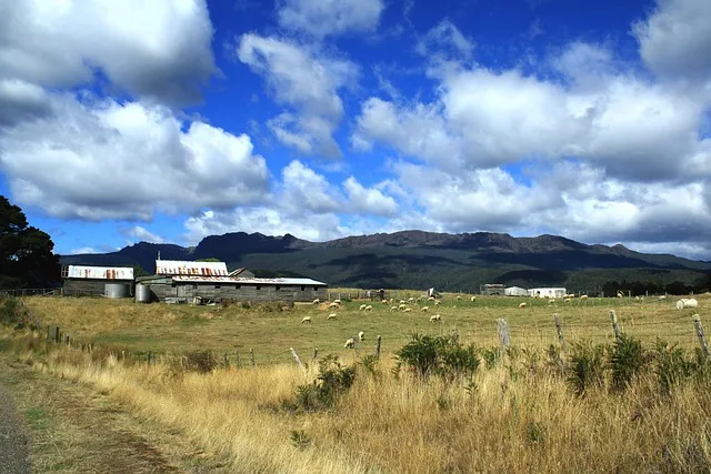 태즈메이니아 데빌 특징 매력 성격_9