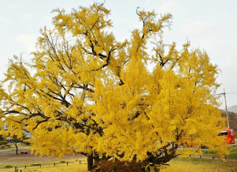 가을에 피는 꽃 은행나무