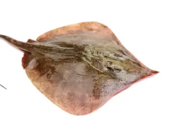 홍어 가격 및 효능&amp;#44; 영양성분 주의점