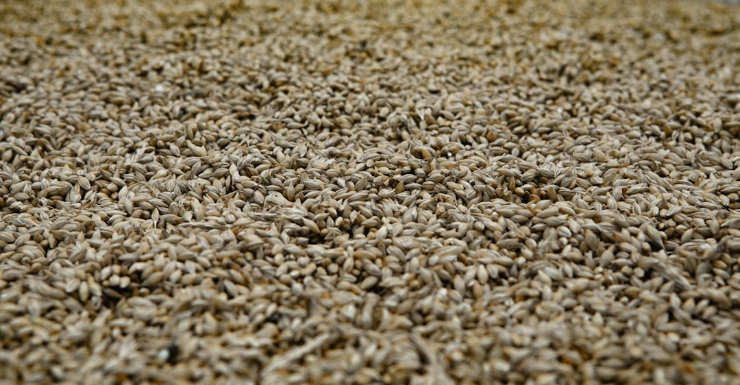 Barley
