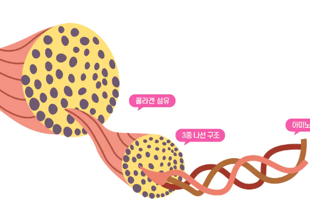 콜라겐의-효능-콜라겐-부작용-건강