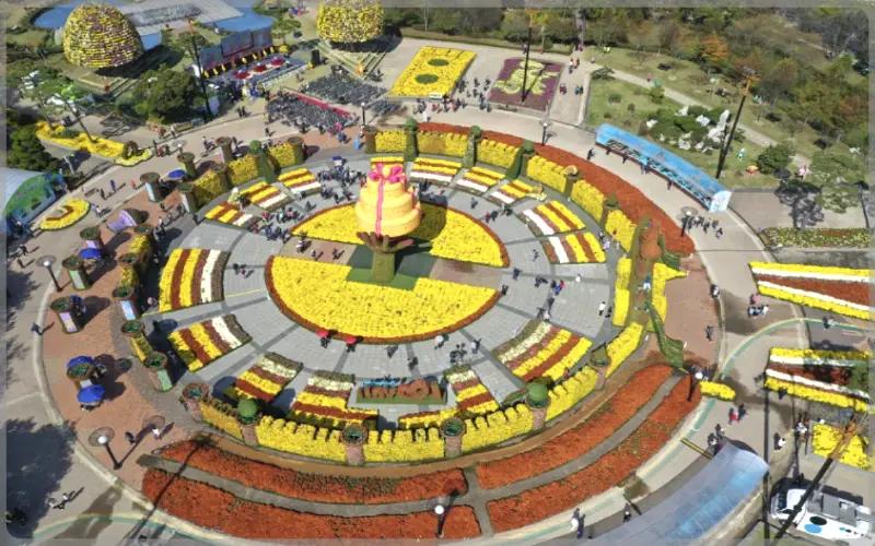 함평 국화축제_10