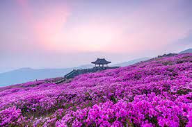 제28회 황매산 철쭉제 기본일정과 프로그램 소개