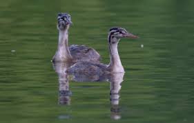  청년전용 버팀목전세자금 대출 취급은행