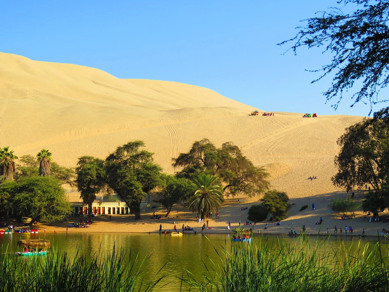oasis