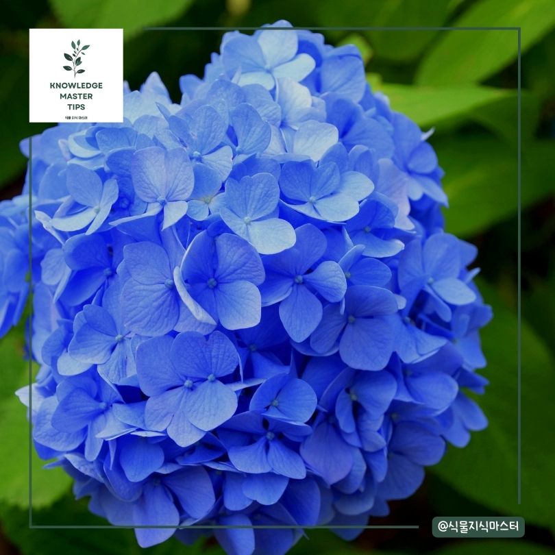 사랑과 추억을 상징하는 수국