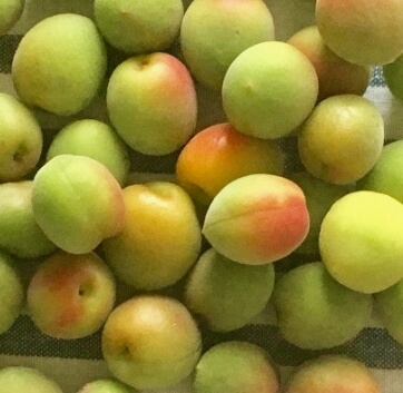 매실청 담그는법