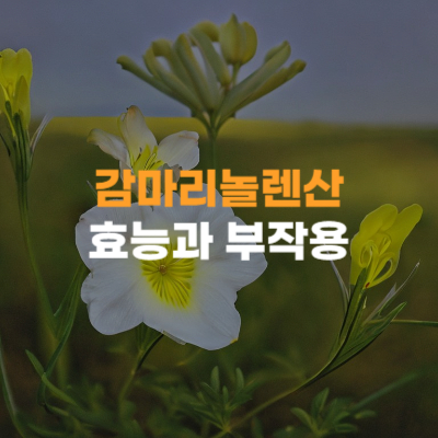 감마리놀렌산&#44; 달맞이유자꽃&#44; 효능&#44; 부작용