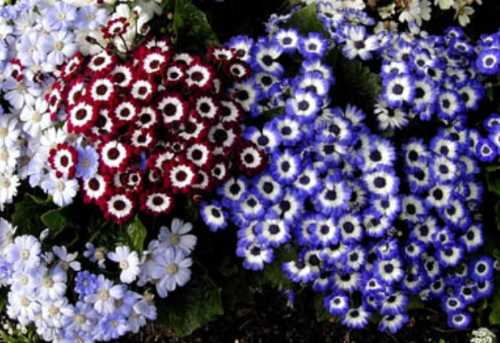 봄꽃 시네라리아