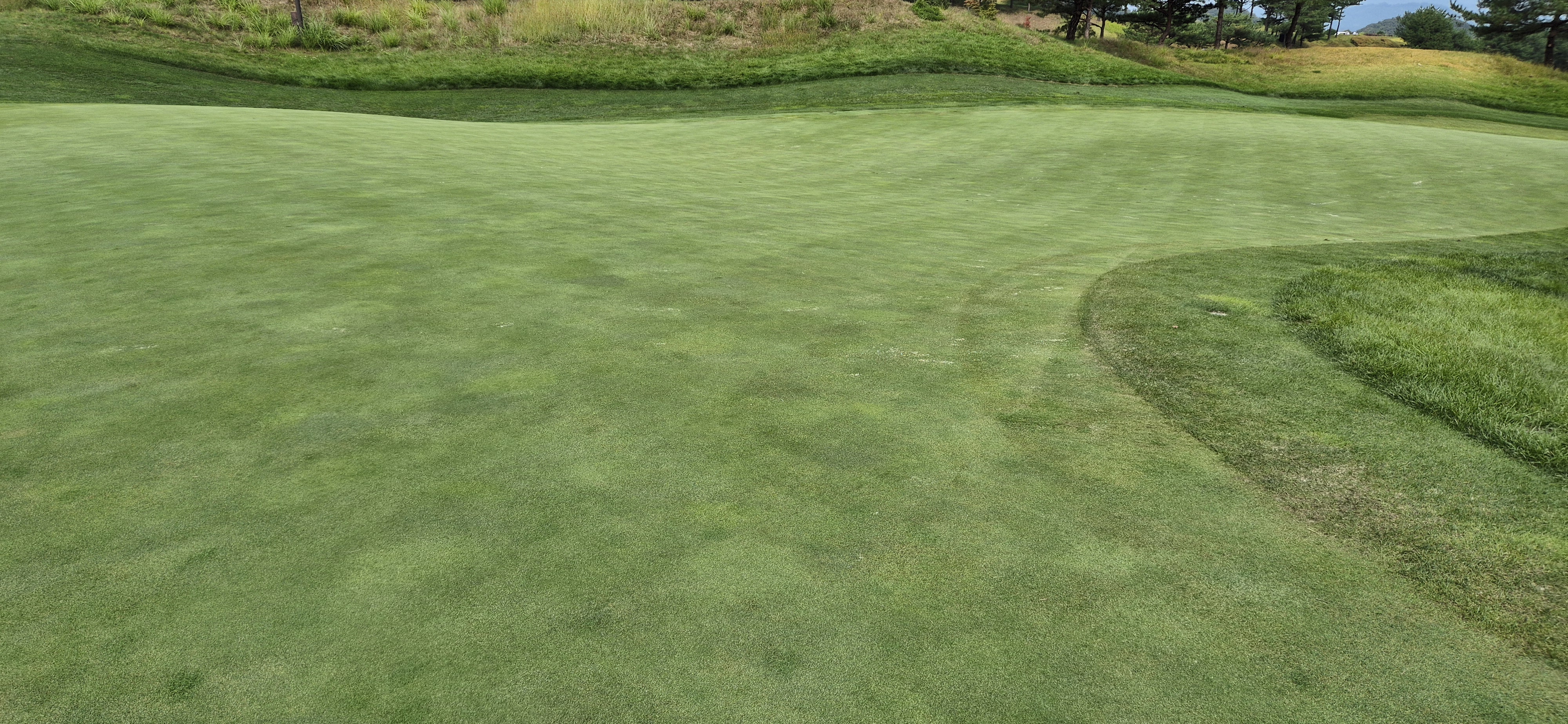 소노팰리체cc이스트