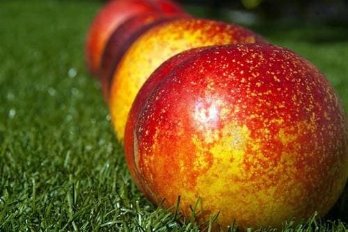 신비복숭아 효능