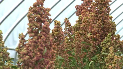 퀴노아 재배 배수성 좋은 흙 고온 건조 적응 수확_4