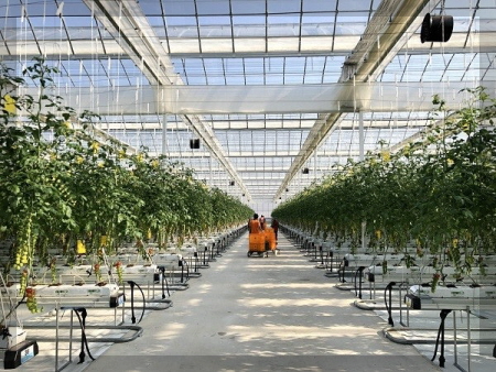 우듬지팜 이미지