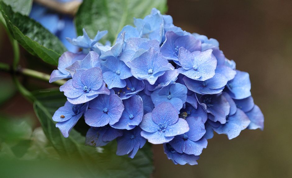 Close-up of a vibrant blue hydrangea flower in full bloom, showcasing delicate petals and lush greenery.