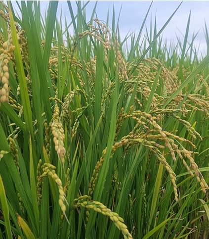 경기 포천 단호박&amp;#44; 스테비아 쌀 주문 방법