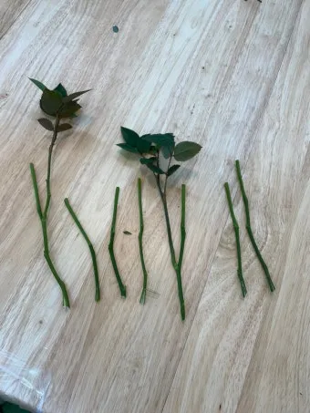 꺾꽂이 번식 시기선정 도구준비 삽목토관리 뿌리내리기 쉬운 식물_5