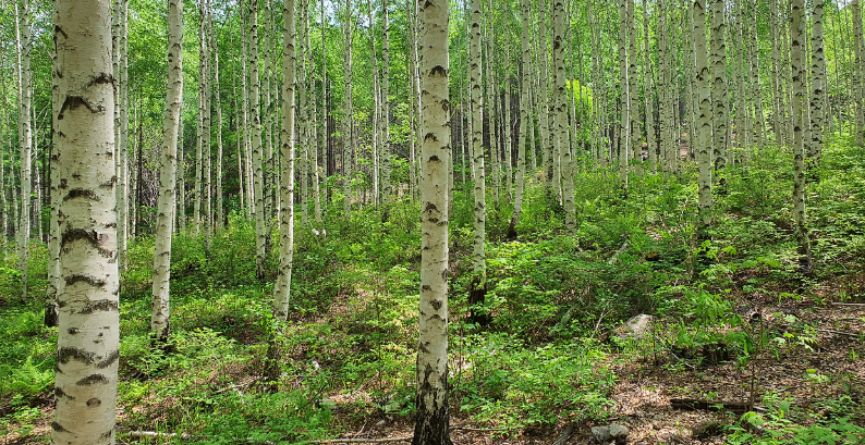 인제 자작나무 숲