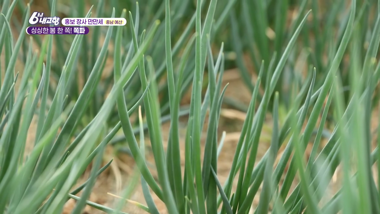 6시내고향 홍보장사만만세 예산 쪽파